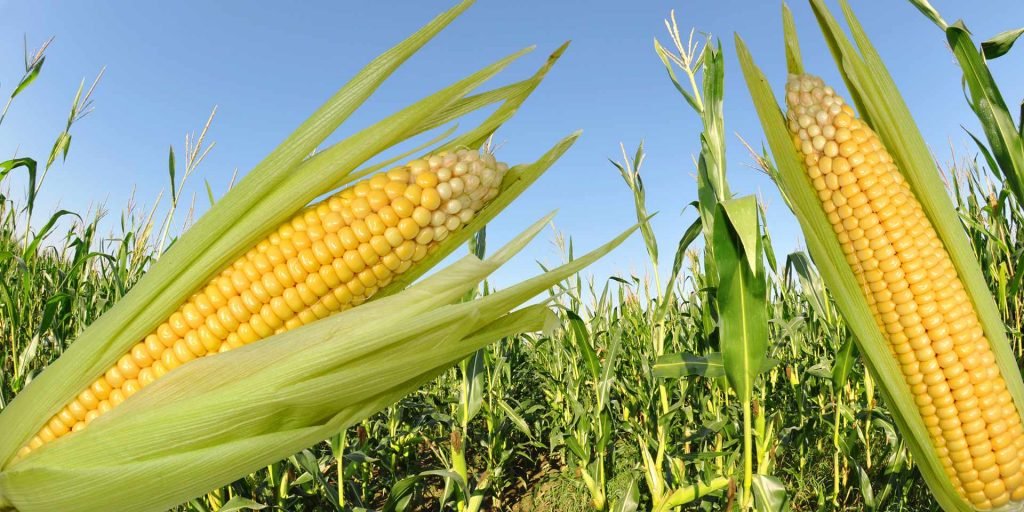 Corn,Field